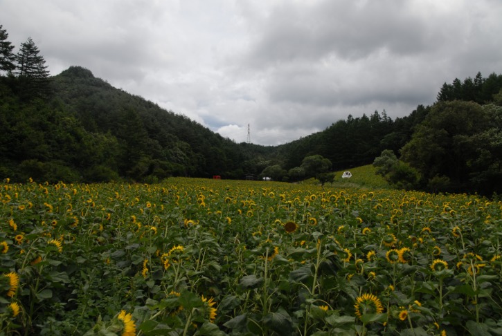 DSC_0440.JPG
